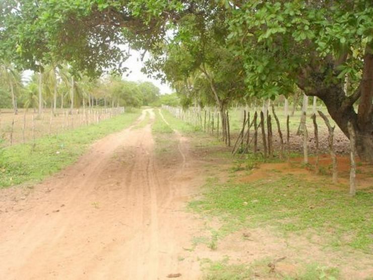 Bild 6:  Natur-Grundstück m Bereich Santa Lucia / Brasilien