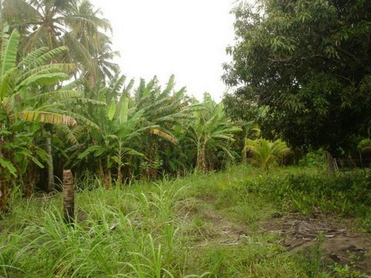 Bild 3:  Natur-Grundstück m Bereich Santa Lucia / Brasilien