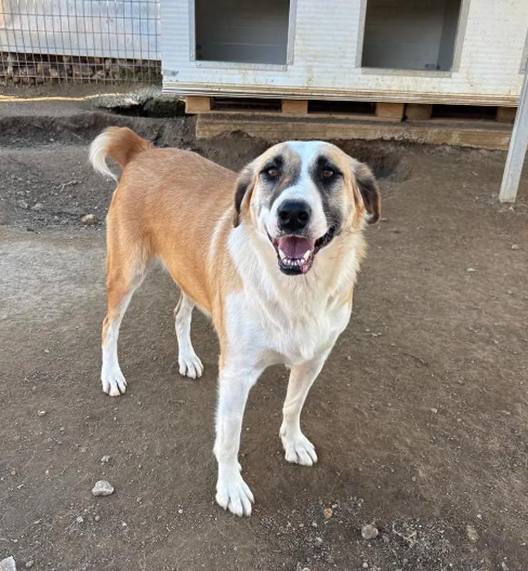 Bild 2: Lagatha eine besondere Schöheit