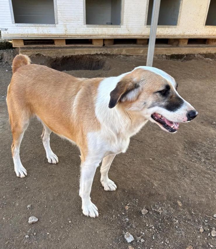 Bild 5: Lagatha eine besondere Schöheit