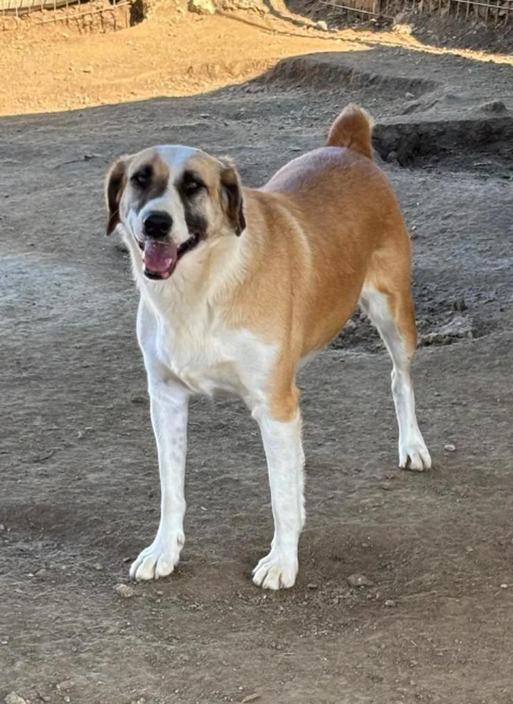 Bild 4: Lagatha eine besondere Schöheit