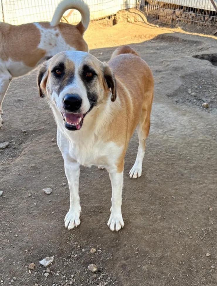 Lagatha eine besondere Schöheit