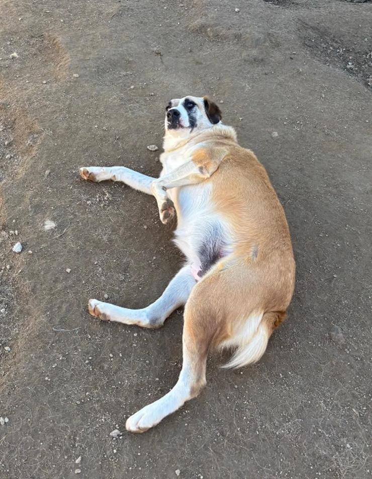 Bild 3: Lagatha eine besondere Schöheit