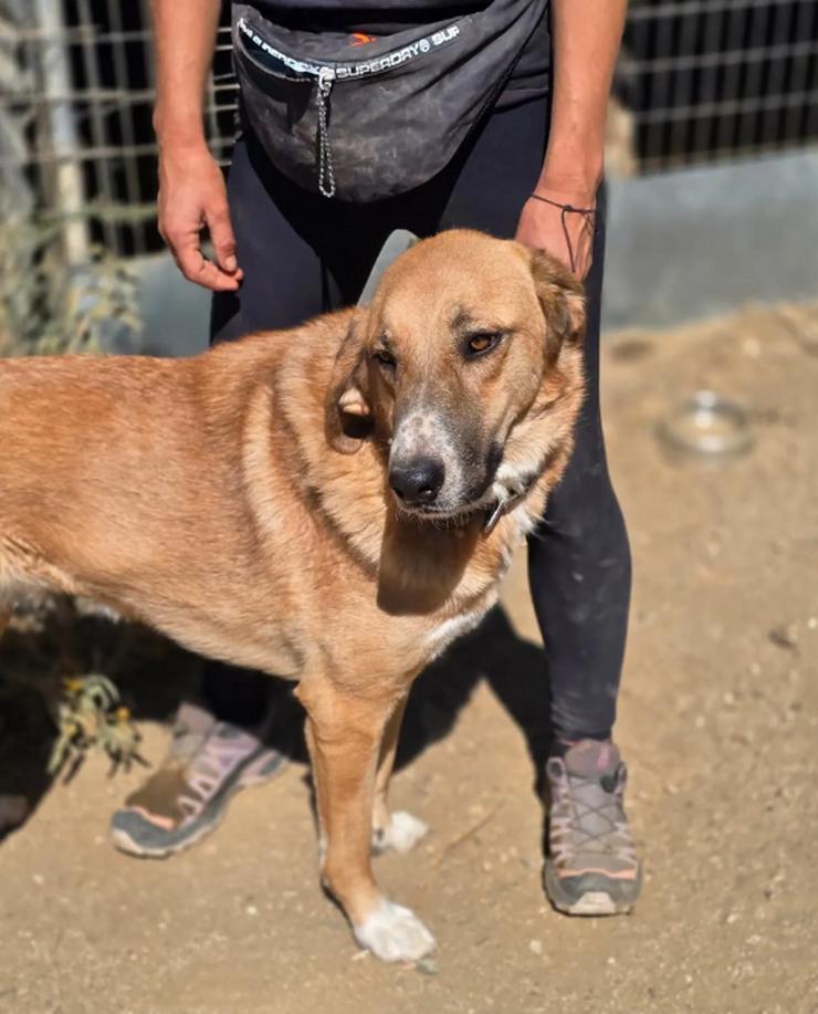 Bild 5: Bibi möchte so gerne gestreichelt werden