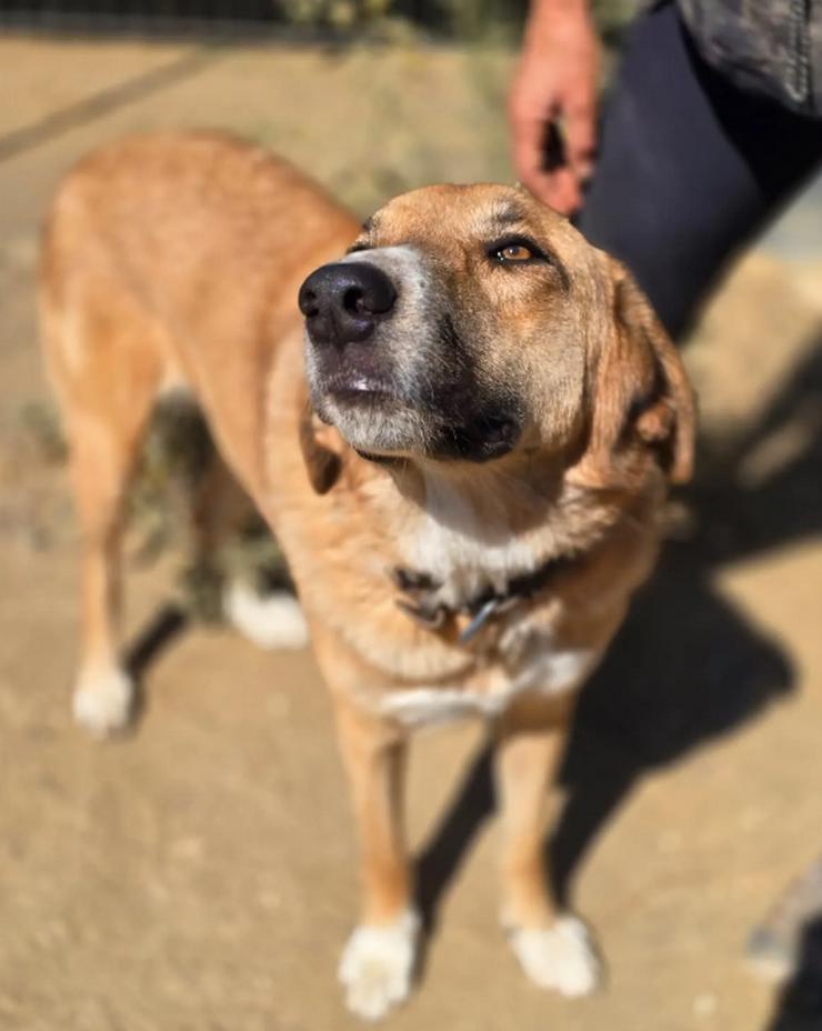 Bild 3: Bibi möchte so gerne gestreichelt werden