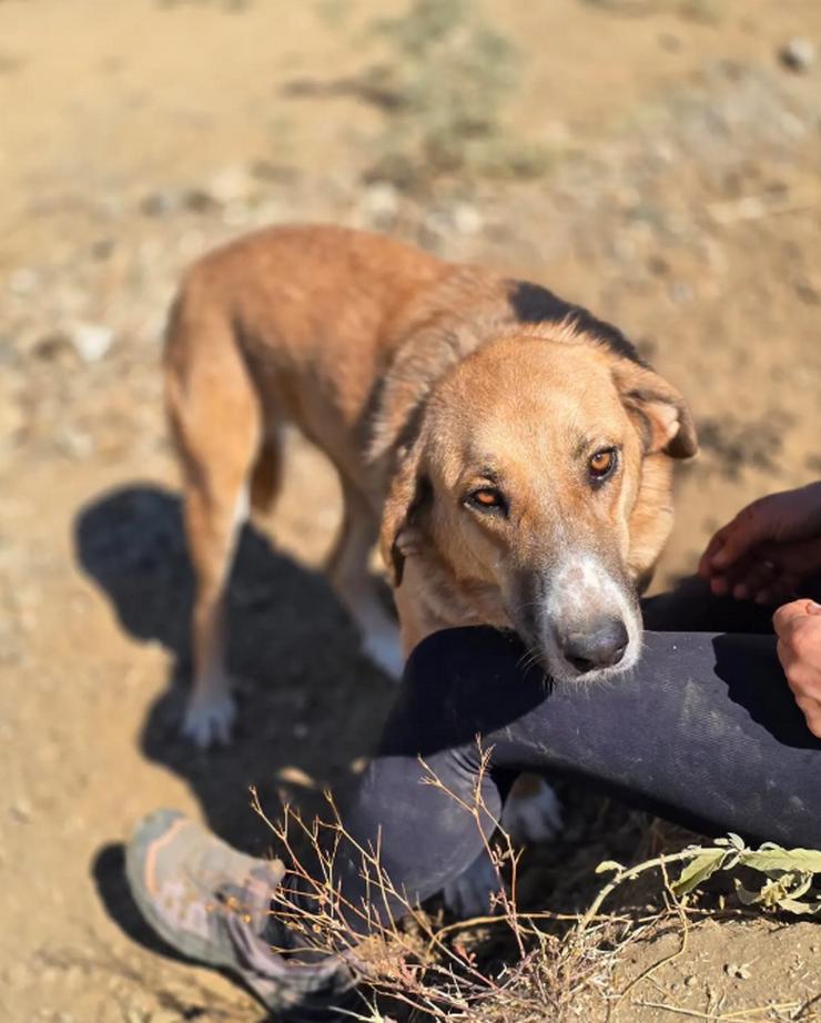 Bild 2: Bibi möchte so gerne gestreichelt werden