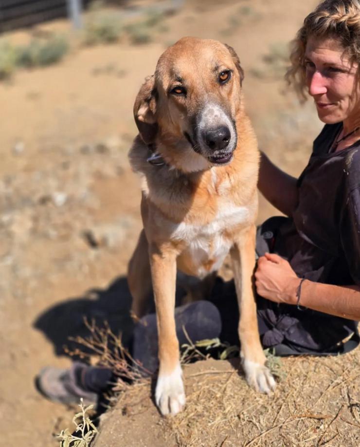 Bild 4: Bibi möchte so gerne gestreichelt werden