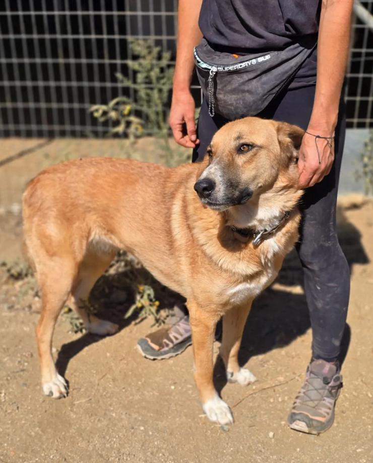 Bild 6: Bibi möchte so gerne gestreichelt werden