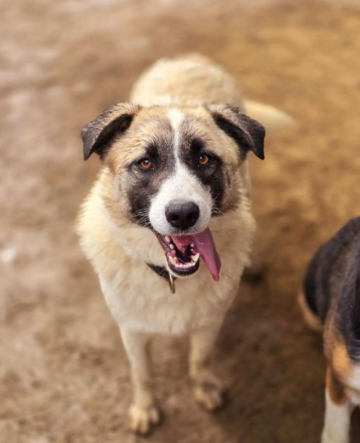 Bild 2: Smilla trägt das Lächeln in Namen