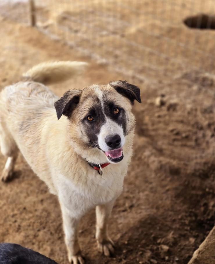 Bild 3: Smilla trägt das Lächeln in Namen