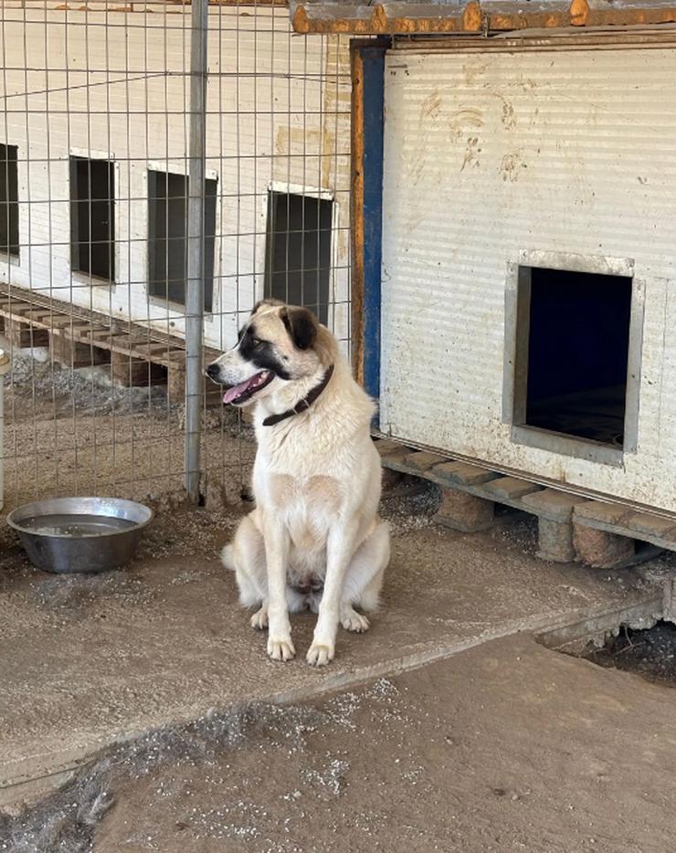 Bild 4: Smilla trägt das Lächeln in Namen