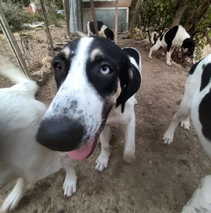 Milka die zarteste Versuchung seit es Hunde gibt