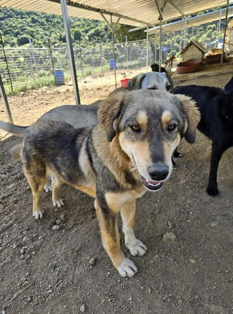 Bild 3: Lucky möchte mit glücklich werden