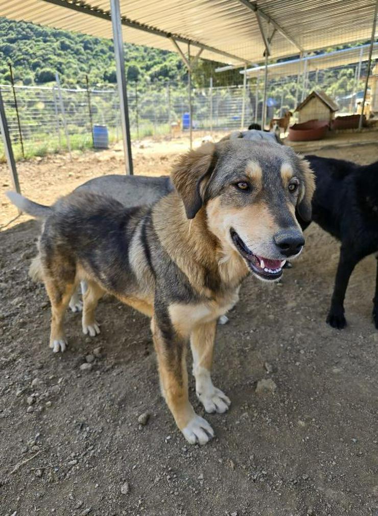 Bild 5: Lucky möchte mit glücklich werden