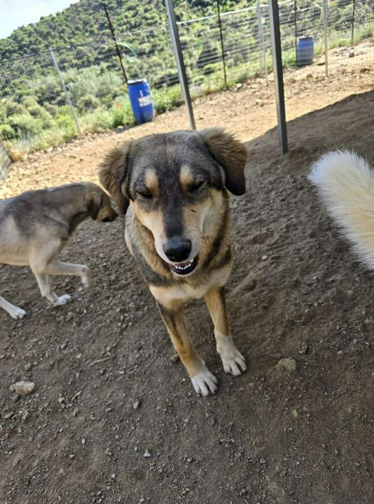 Bild 2: Lucky möchte mit glücklich werden