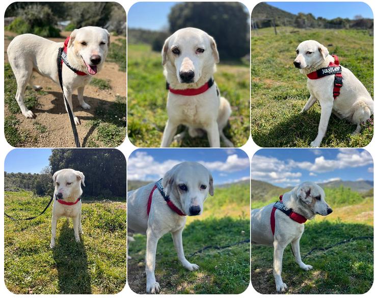 Leslie sucht Familienanschluss