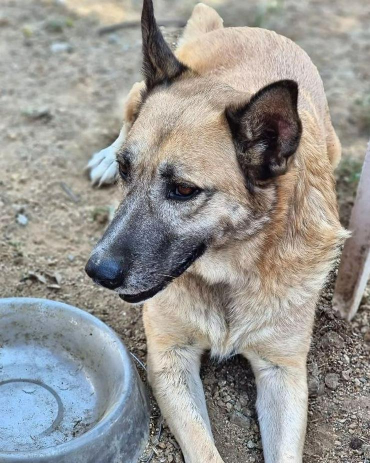 Rex der sein eigenes Körbchen sucht