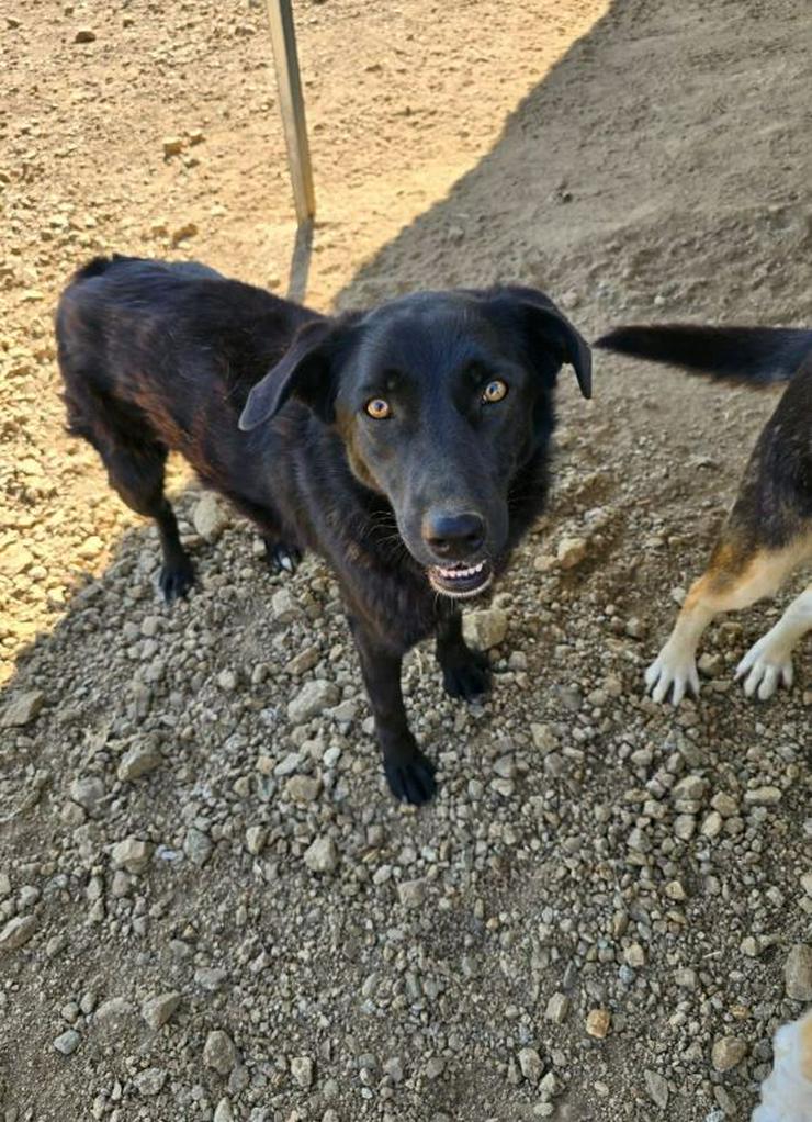 Costa ein richtiger Traumhund