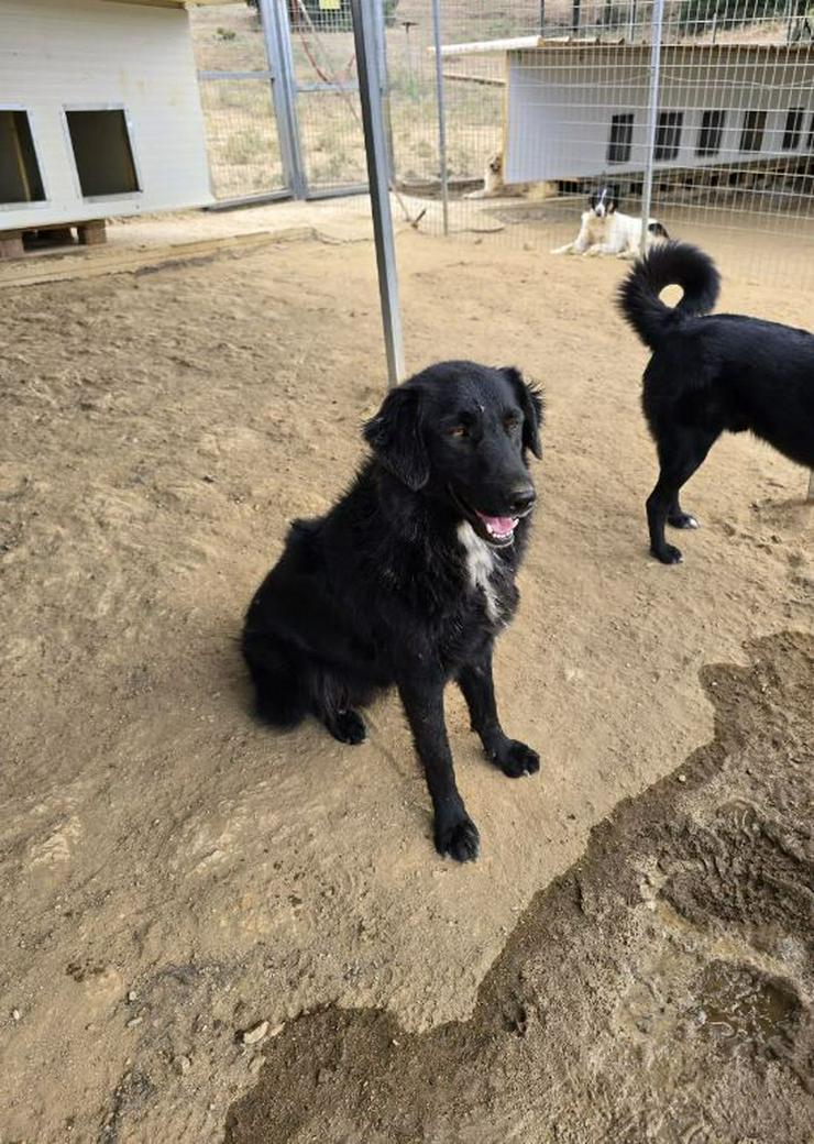 Negro sucht sein persönliches Hundekörbchen