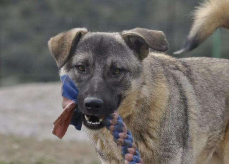 Santos großer Hund noch größeres Herz