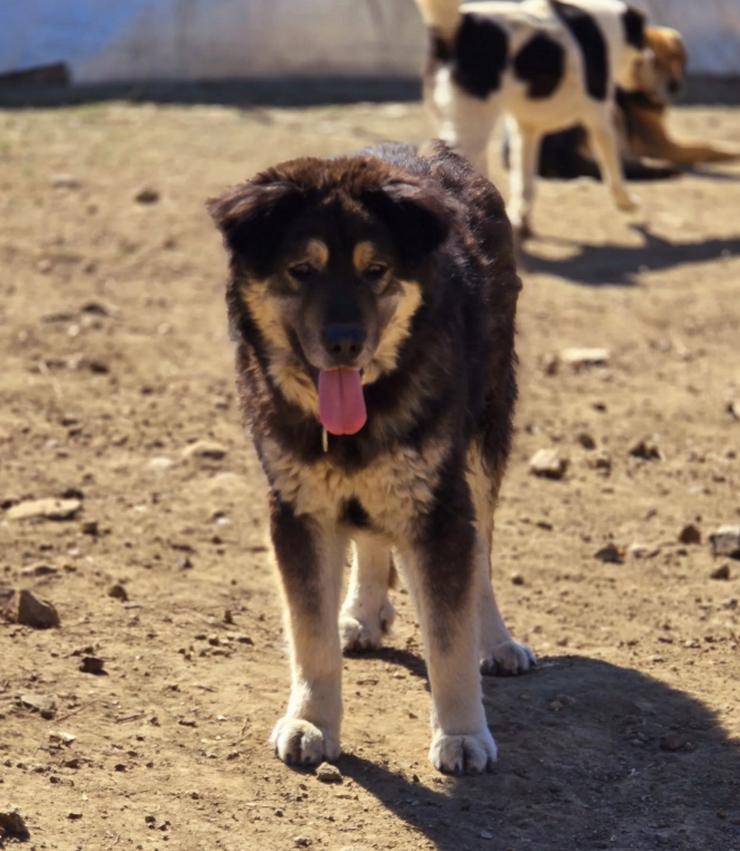 Milow ein besonders liebenswerter Rüde
