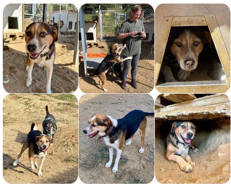 Milo ein liebevoller Geselle