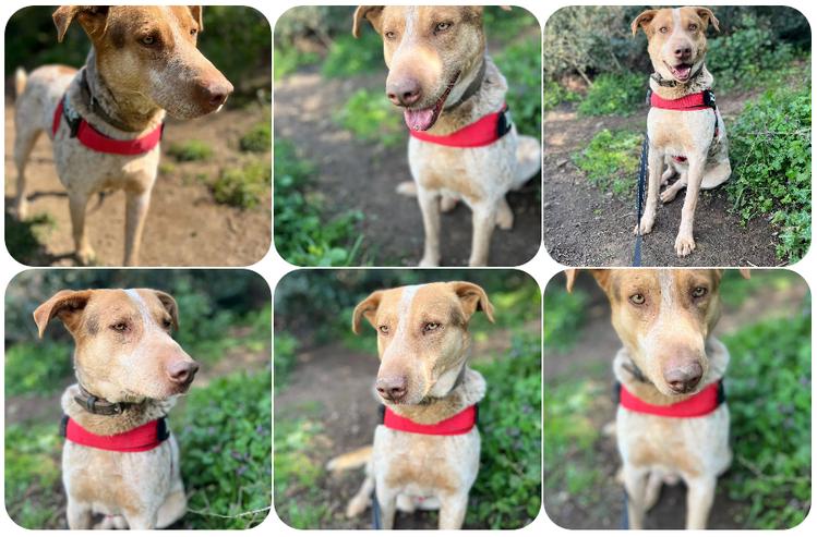 Orpheas mit seinen wunderschönen grünen Augen