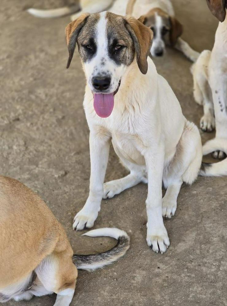 Bild 6: Willy der richtige Name für einen lustigen Hund