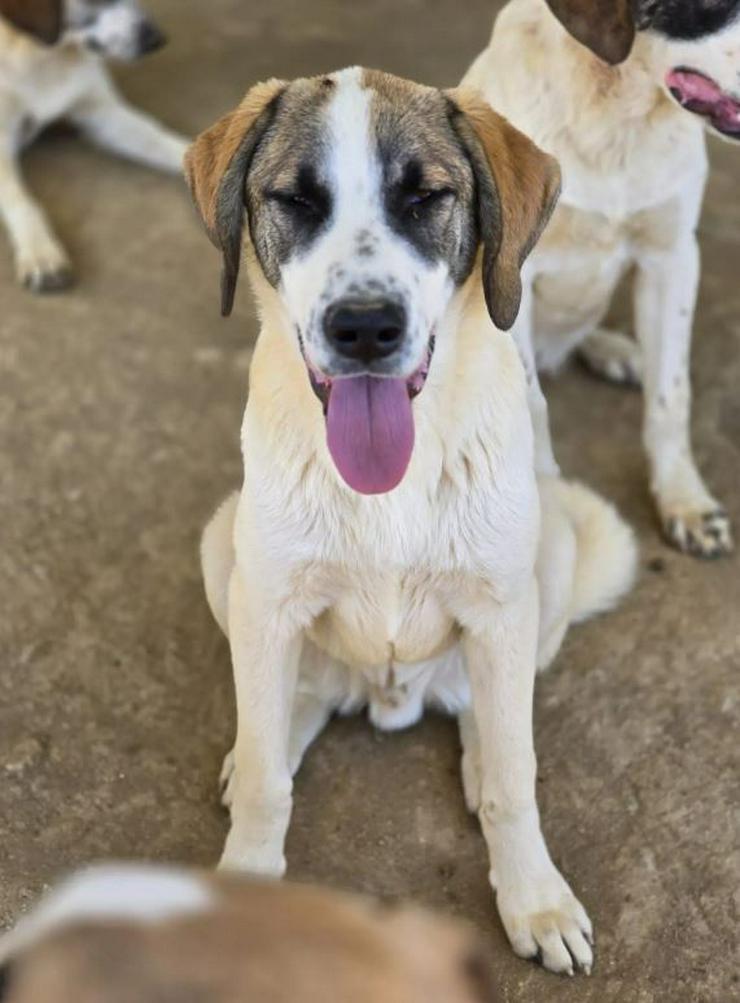 Willy der richtige Name für einen lustigen Hund