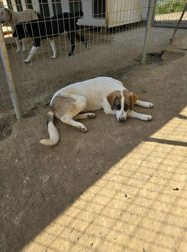 Bild 4: Willy der richtige Name für einen lustigen Hund