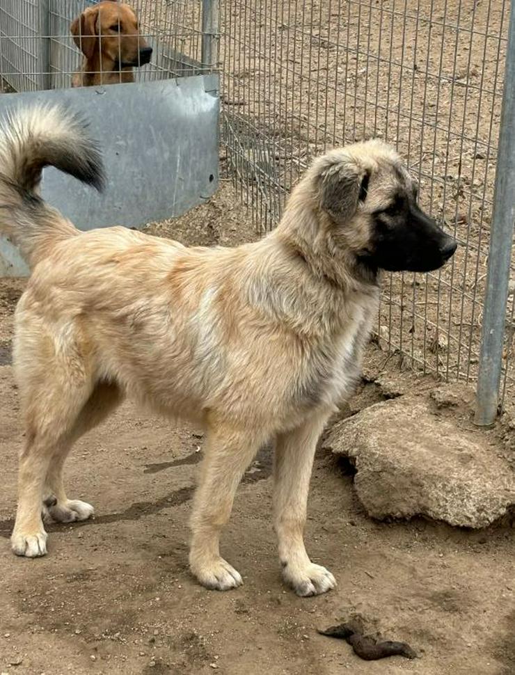 Graydy sucht einen geduldigen Meschen den er lieb haben möchte