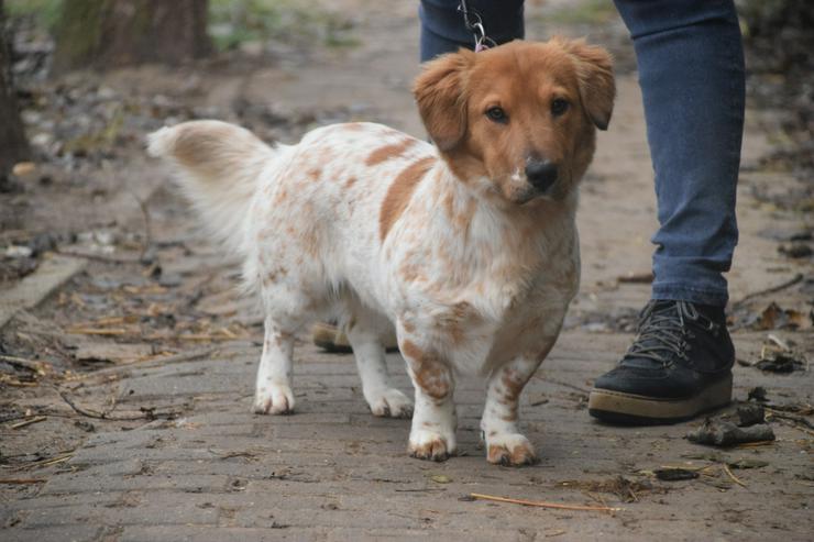 Amazon ist ein bezauberndes Hundefräulein. - Mischlingshunde - Bild 1