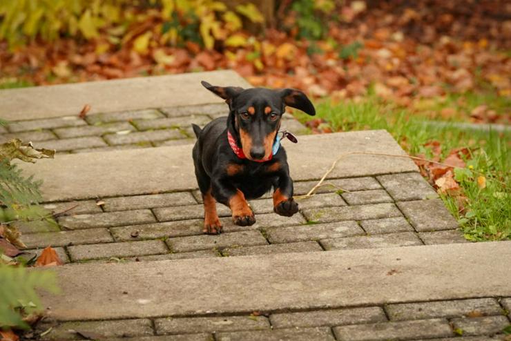 Bild 5: Amazon ist ein bezauberndes Hundefräulein.