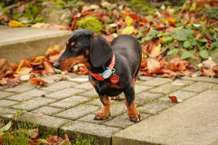 Bild 6: Amazon ist ein bezauberndes Hundefräulein.