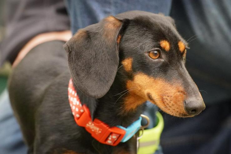 Bild 4: Amazon ist ein bezauberndes Hundefräulein.