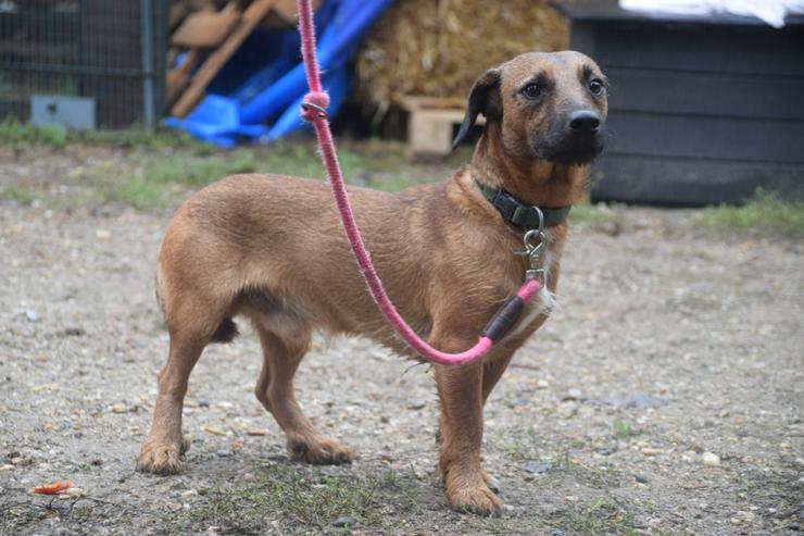 Bild 3: Georgi ist ein liebenswerter Hund, der ein schönes Zuhause sucht.