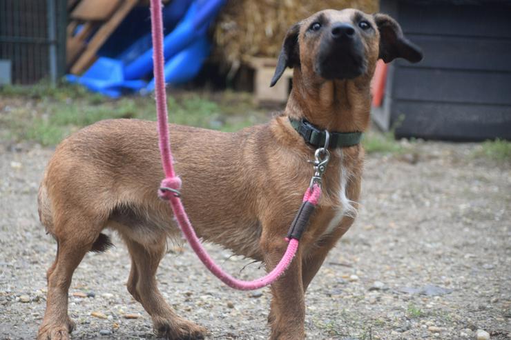 Bild 4: Georgi ist ein liebenswerter Hund, der ein schönes Zuhause sucht.