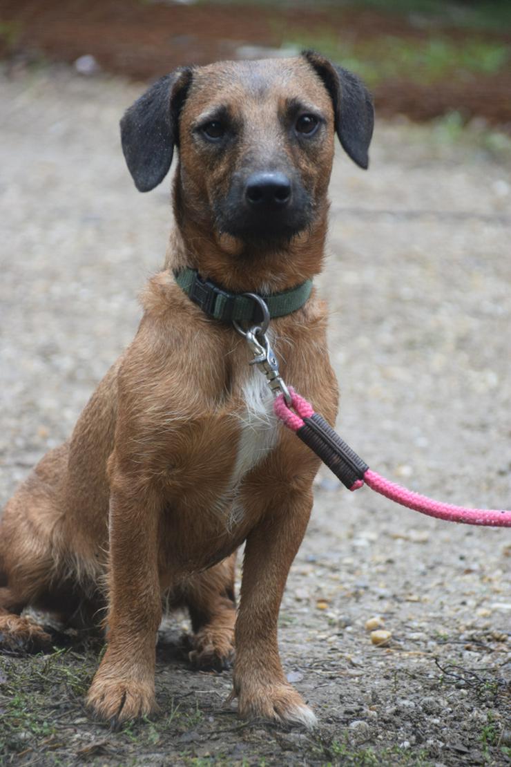 Georgi ist ein liebenswerter Hund, der ein schönes Zuhause sucht.