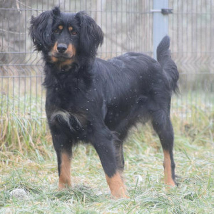 Bild 13: Serena ist eine bildhübsche Gordon Setter Mix Hündin