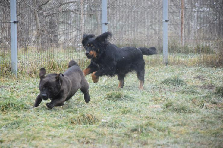 Bild 11: Serena ist eine bildhübsche Gordon Setter Mix Hündin