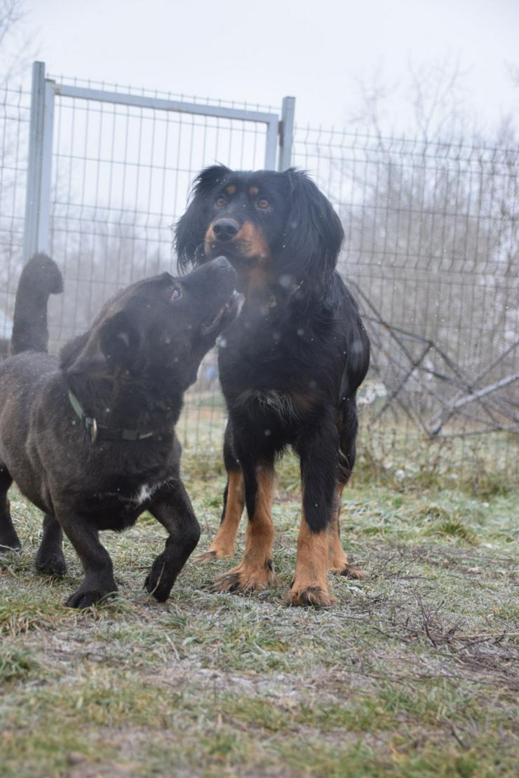 Bild 9: Serena ist eine bildhübsche Gordon Setter Mix Hündin