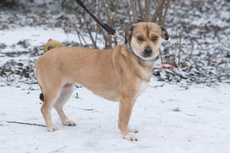 Bild 3: Wilma ist eine bemerkenswerte kleine Hündin.