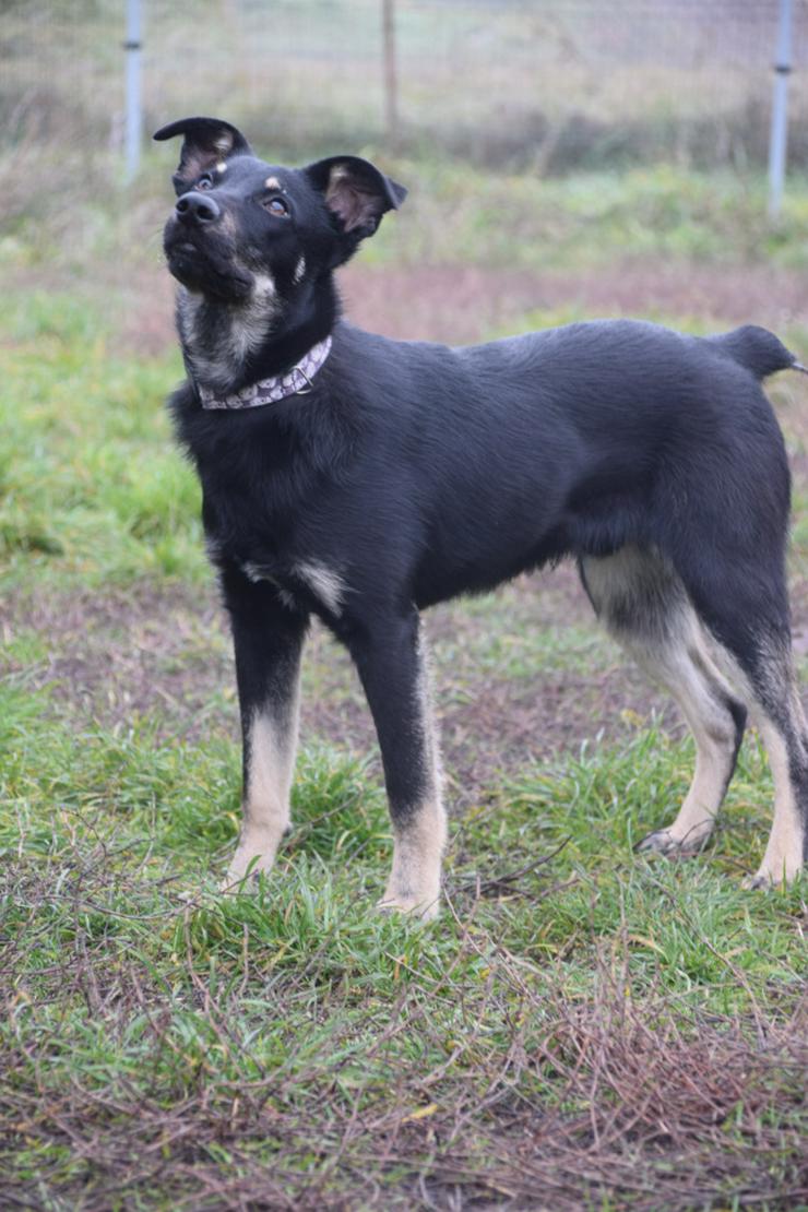 Bild 4: Dobby ist ein äußerst freundlicher und menschenbezogener Hund.