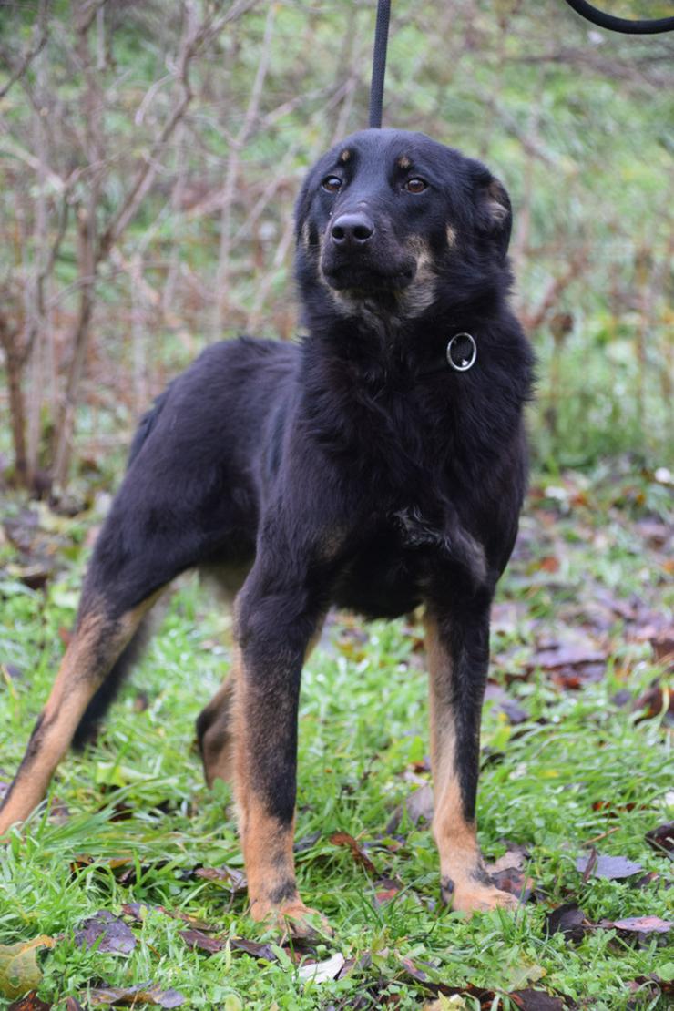 Bild 4: Clyde ist ein liebenswerter Hund, der auf ein endgültiges Zuhause wartet.