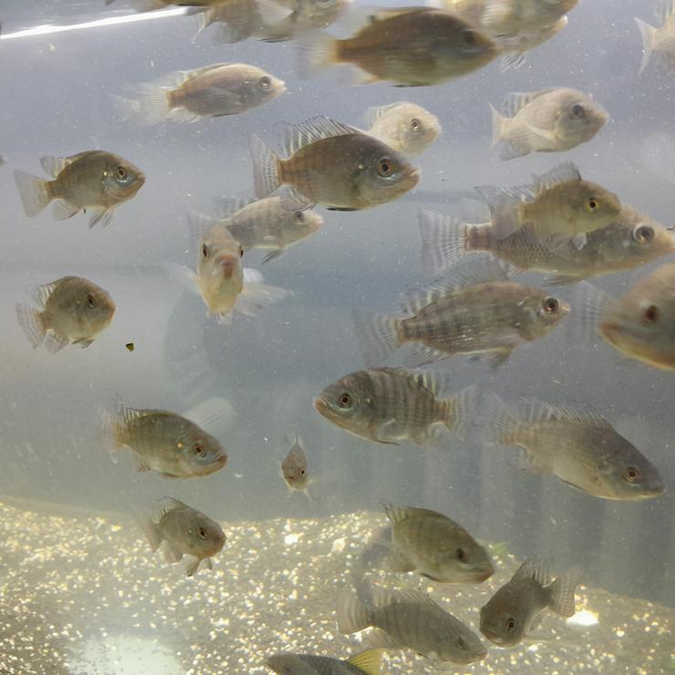 Bild 3: Nil-Tilapia Oreochromis niloticus