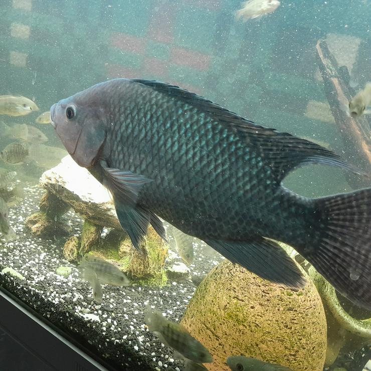 Bild 4: Nil-Tilapia Oreochromis niloticus