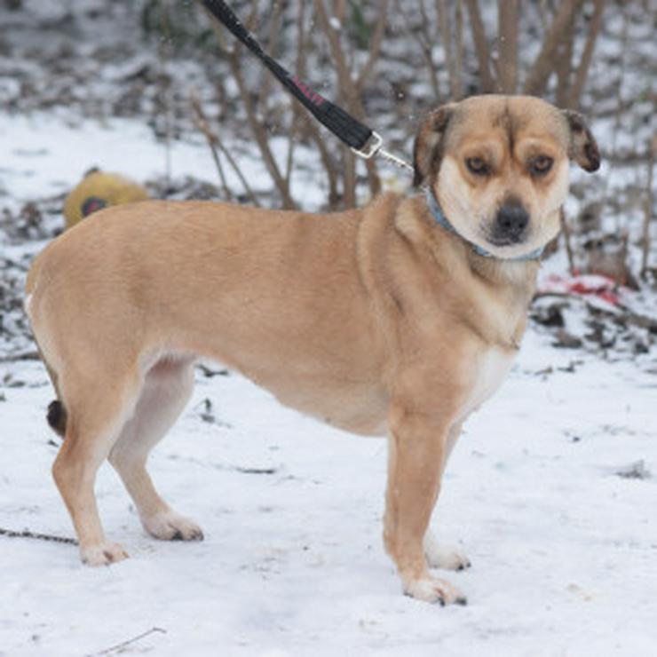 Bild 7: Wilma ist eine bemerkenswerte kleine Hündin