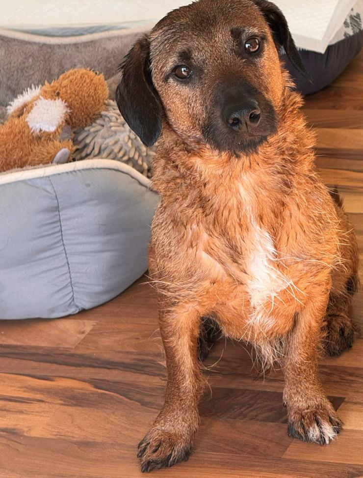 Bild 2: Georgi ist ein liebenswerter Hund, der ein schönes Zuhause sucht.