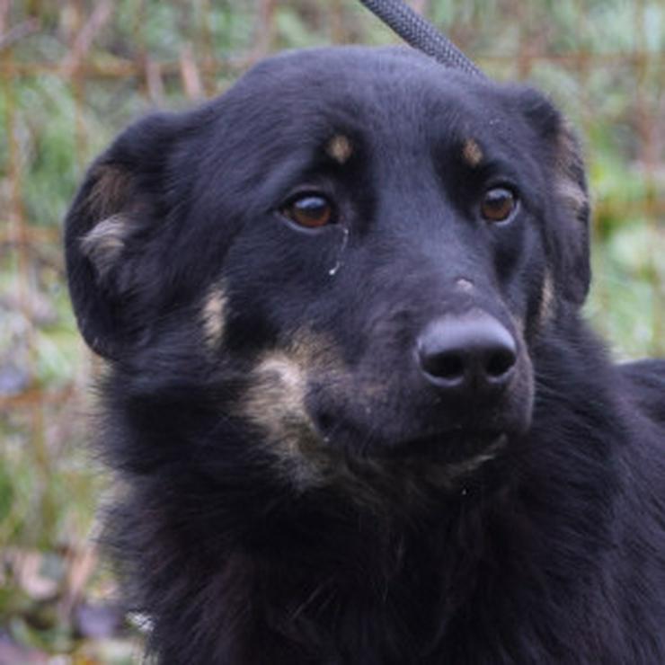 Bild 6: Clyde ist ein liebenswerter Hund, der auf ein endgültiges Zuhause wartet.