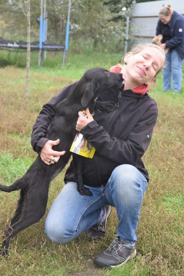 Annelie ist eine junge, lebhafte Hündin. - Mischlingshunde - Bild 12